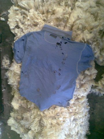 A shirt found in a bale of fleece wool